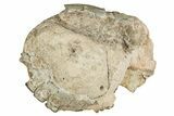 Fossil Running Rhino (Hyracodon) Upper Skull - South Dakota #242023-5